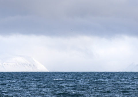 Oversea & Underwater: Icelandic Artists & the Natural World